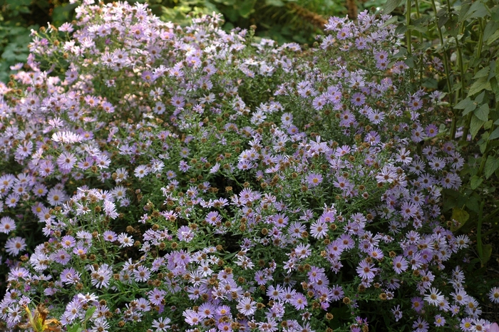 New York Aster - Aster novi-belgii 'Wood's Blue' from EC Browns Nursery