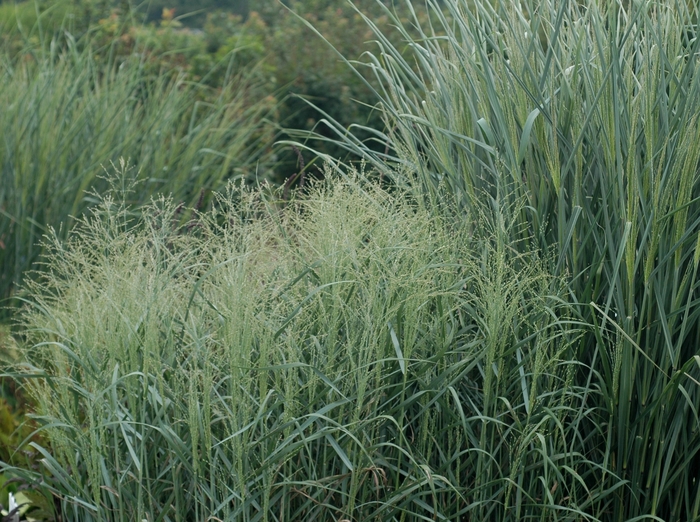 Switch Grass - Panicum virgatum 'Prairie Sky' from EC Browns Nursery