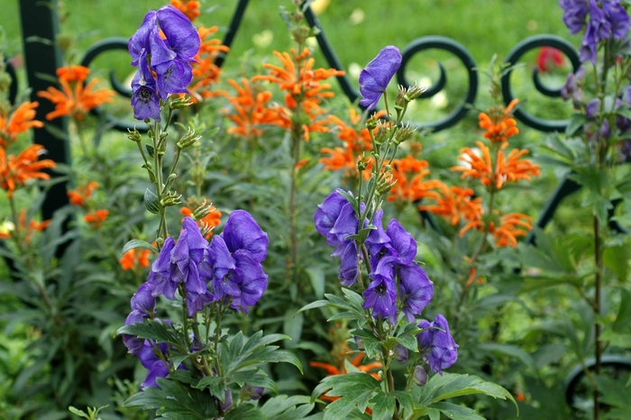 Arends Monkshood - Aconitum carmichaelii 'Arendsii' from EC Browns Nursery