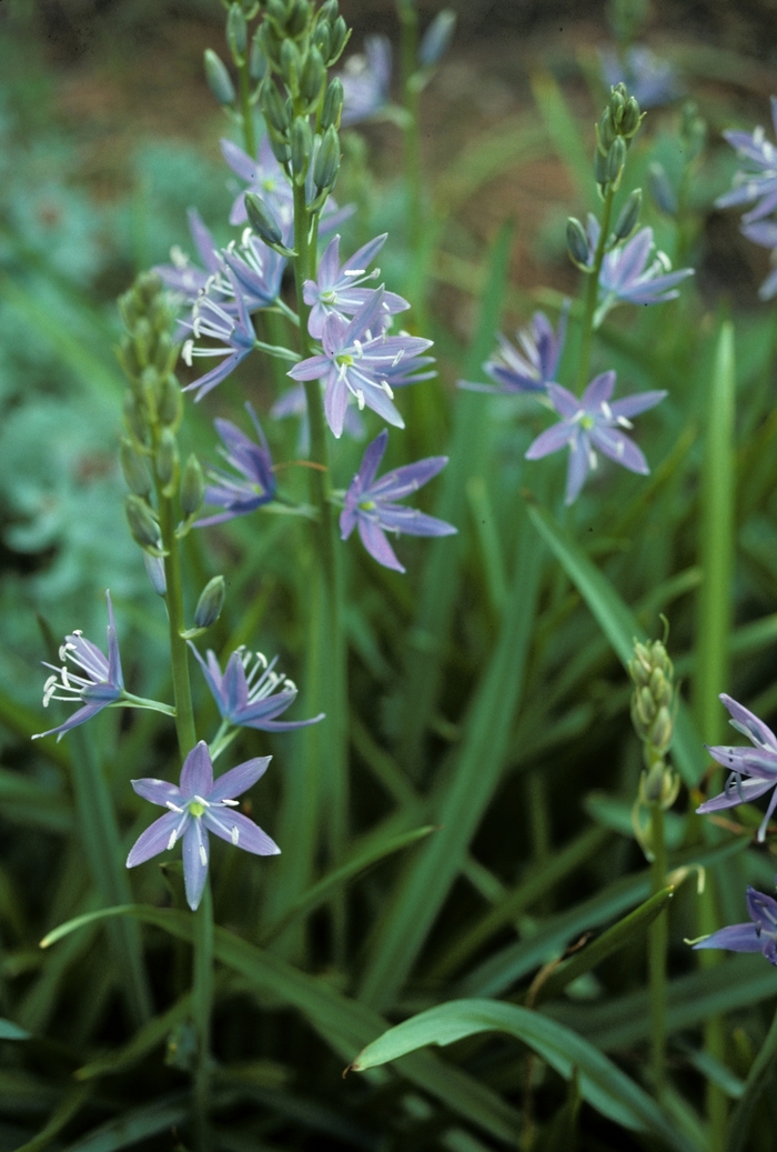 Cusick's Camas - Camassia cusickii from EC Browns Nursery