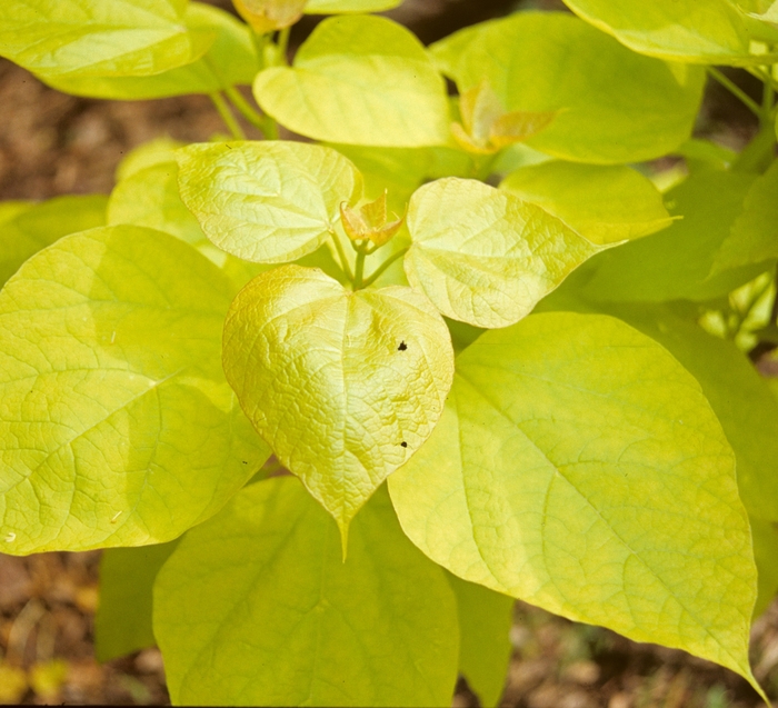 Aurea Golden Catalpa - Catalpa speciosa ''Aurea'' (Golden Catalpa) from EC Browns Nursery