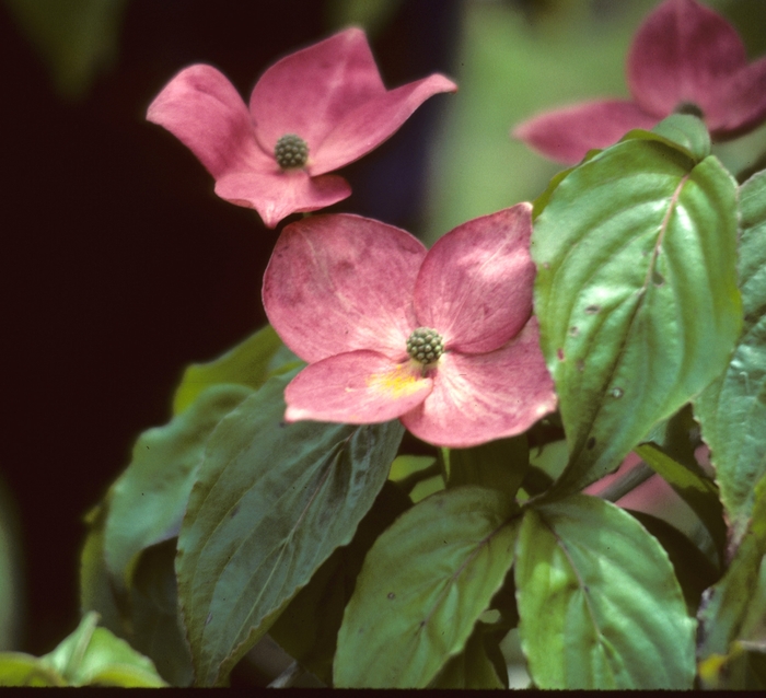 'Satomi' Kousa Dogwood - Cornus kousa from EC Browns Nursery
