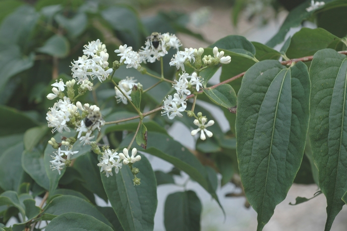 Seven Son Flower - Heptacodium miconioides from EC Browns Nursery