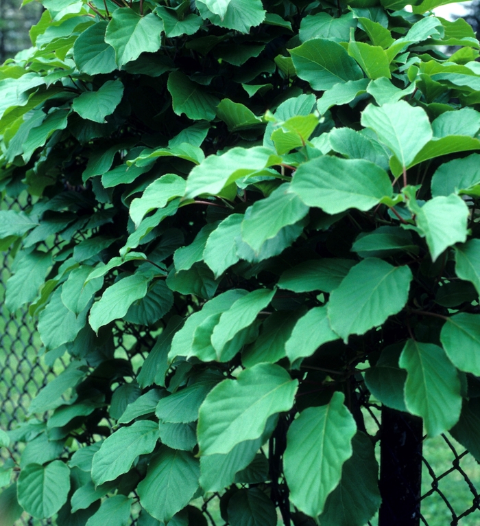 Hardy Kiwifruit - Actinidia arguta from EC Browns Nursery
