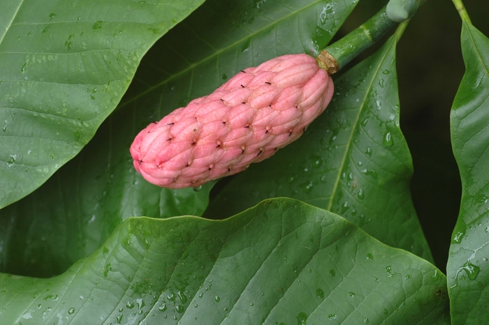 Umbrella Magnolia - Magnolia tripetala from EC Browns Nursery