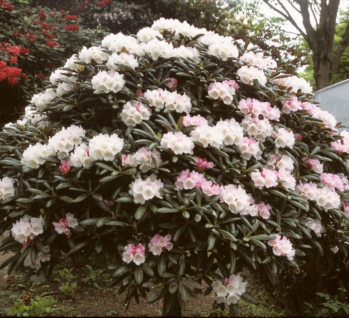 Rhododendron - Rhododendron yakushimanum from EC Browns Nursery