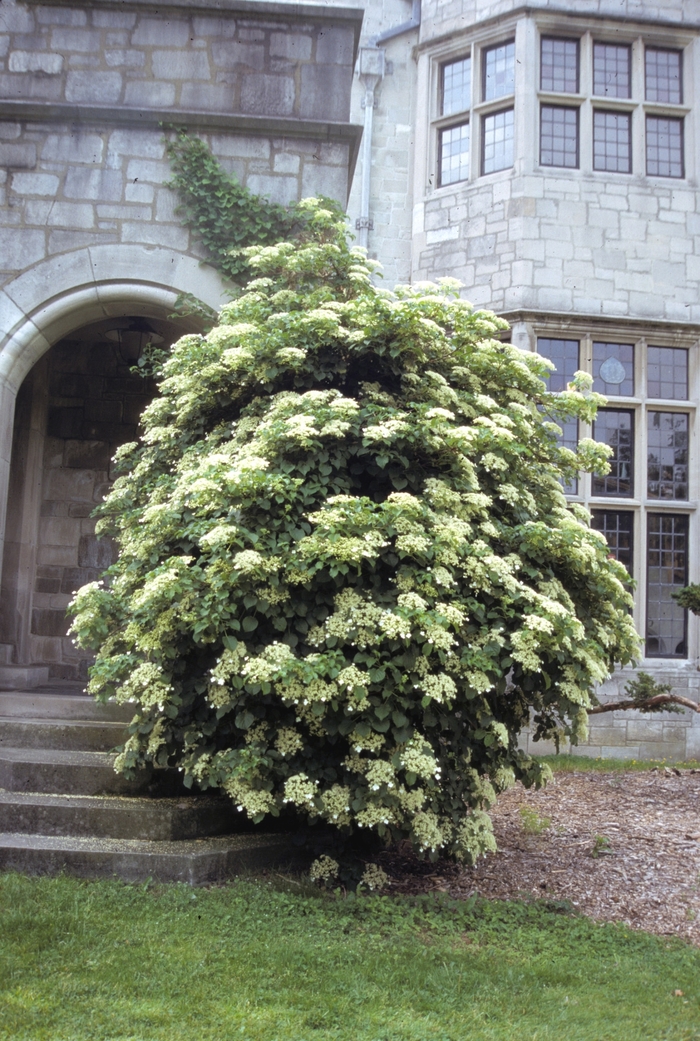 Climbing Hydrangea - Hydrangea anomala subsp. petiolaris from EC Browns Nursery
