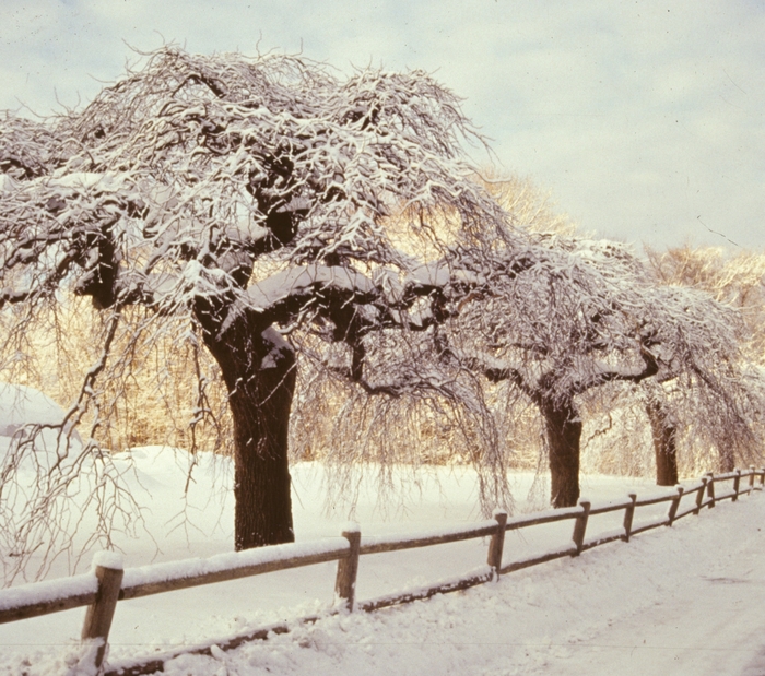 Camperdown Elm - Ulmus glabra 'Camperdownii' from EC Browns Nursery