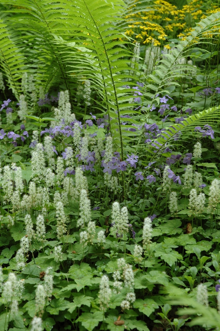 Creeping Phlox - Phlox stolonifera from EC Browns Nursery