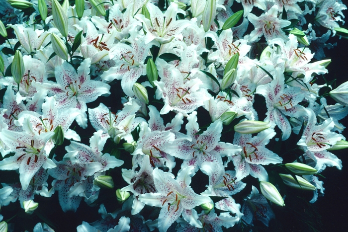 Muscadet Tulip - Tulipa 'Muscadet' (Tulip) from EC Browns Nursery