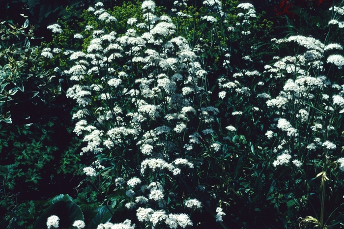 Common Valerian - Valeriana officinalis from EC Browns Nursery