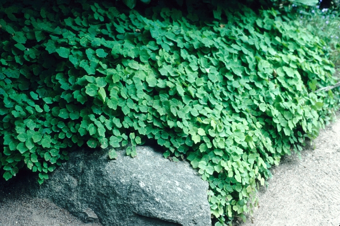 American Barrenwort - Vancouveria hexandra from EC Browns Nursery
