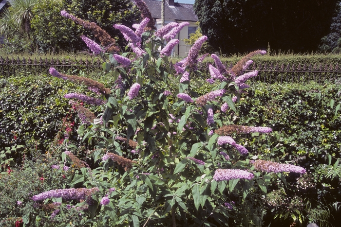 Common Butterfly Bush - Buddleia davidii from EC Browns Nursery