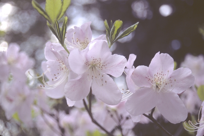 Royal Azalea - Rhododendron schlippenbachii from EC Browns Nursery