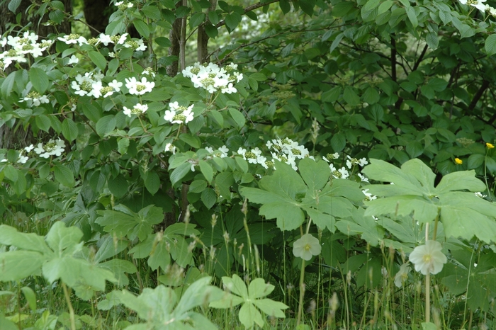 Doublefile Viburnum - Viburnum plicatum from EC Browns Nursery