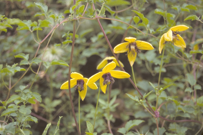 Lemon Peel Clematis - Clematis tangutica from EC Browns Nursery