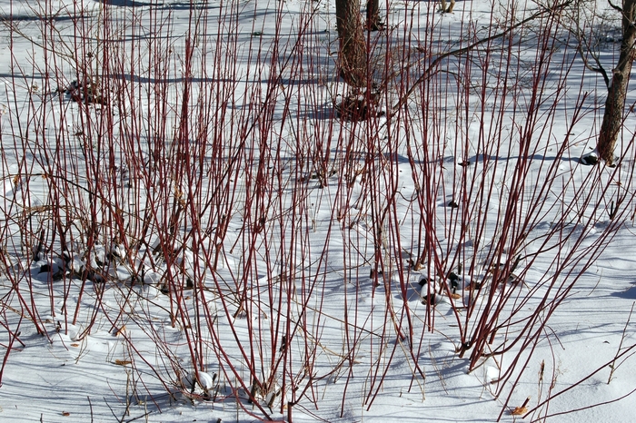 Red Osier Dogwood - Cornus sericea from EC Browns Nursery