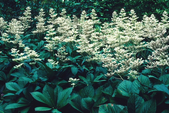Rodgersia - Rodgersia podophylla from EC Browns Nursery