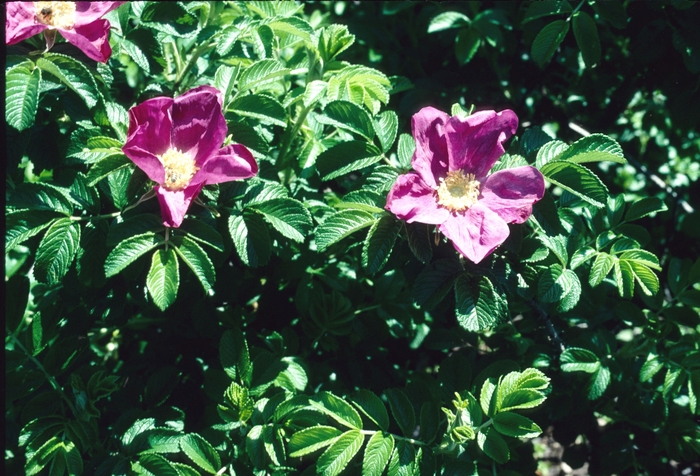 Shrub Rose - Rosa rugosa from EC Browns Nursery