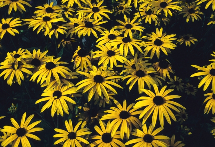 Black-eyed Susan - Rudbeckia fulgida var. deamii from EC Browns Nursery