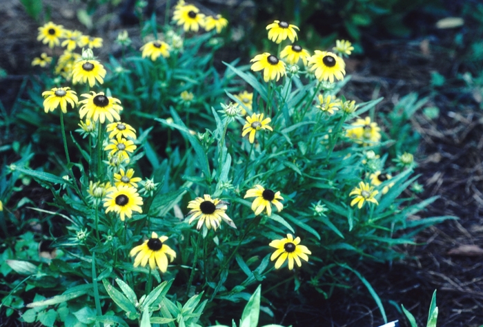 Black-eyed Susan - Rudbeckia fulgida 'Viette's Dwarf' from EC Browns Nursery