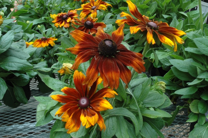 'Autumn Colors' - Rudbeckia hirta from EC Browns Nursery