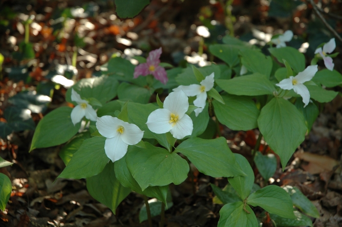 Great White Trillium - Trillium grandiflorum (George Young) from EC Browns Nursery