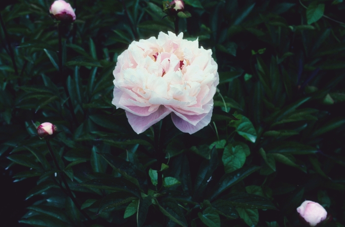  'Bunker Hill' - Paeonia lactiflora from EC Browns Nursery