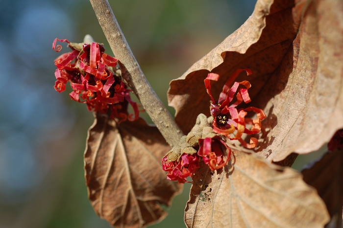 Diane Witchhazel - Hamamelis x intermedia 'Diane' from EC Browns Nursery