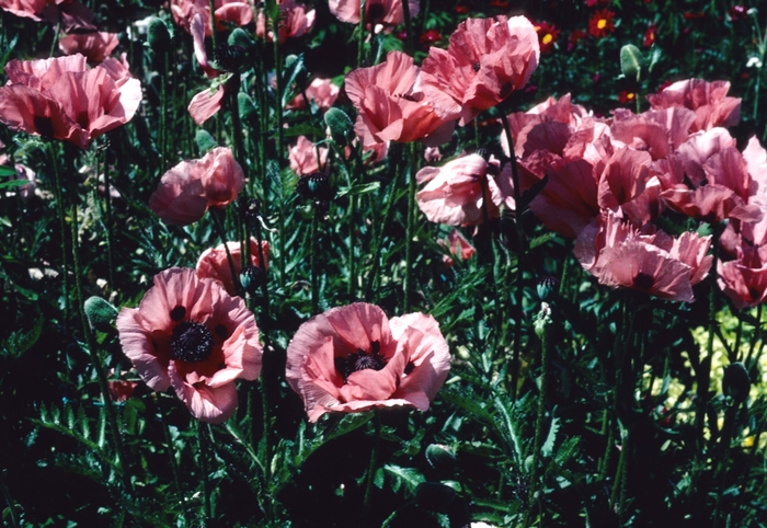 'Princess Victoria Louise' Oriental poppy - Papaver orientale from EC Browns Nursery