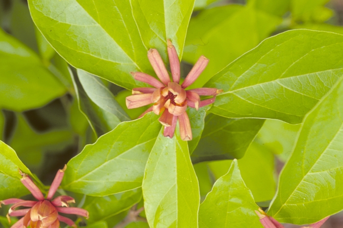 Carolina Allspice - Calycanthus floridus from EC Browns Nursery