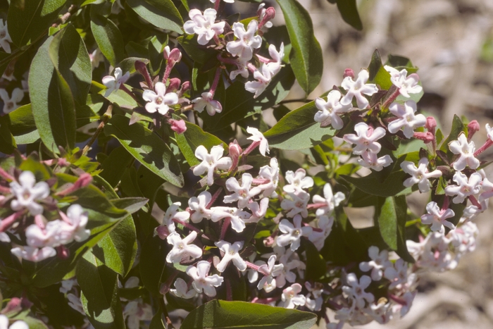 Glossy Abelia - Abelia mosanensis from EC Browns Nursery