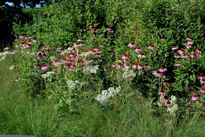 Prairie Dropseed - Sporobolus heterolepis from EC Browns Nursery