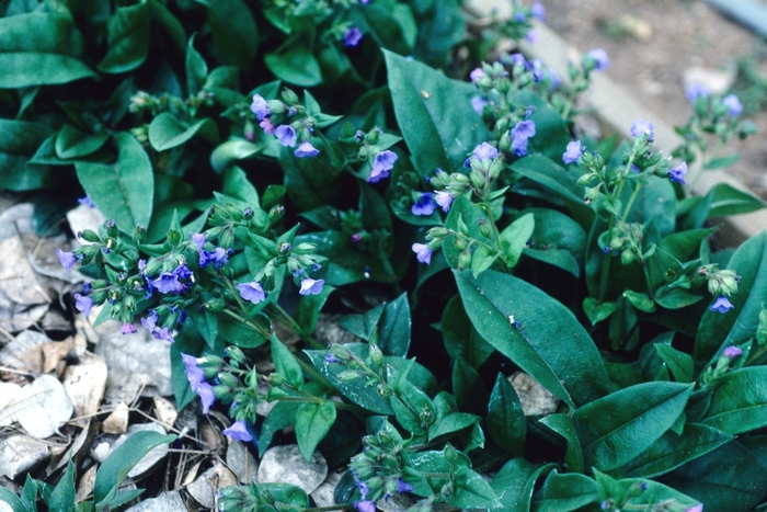 Lungwort - Pulmonaria saccharata 'Blue Ensign' from EC Browns Nursery