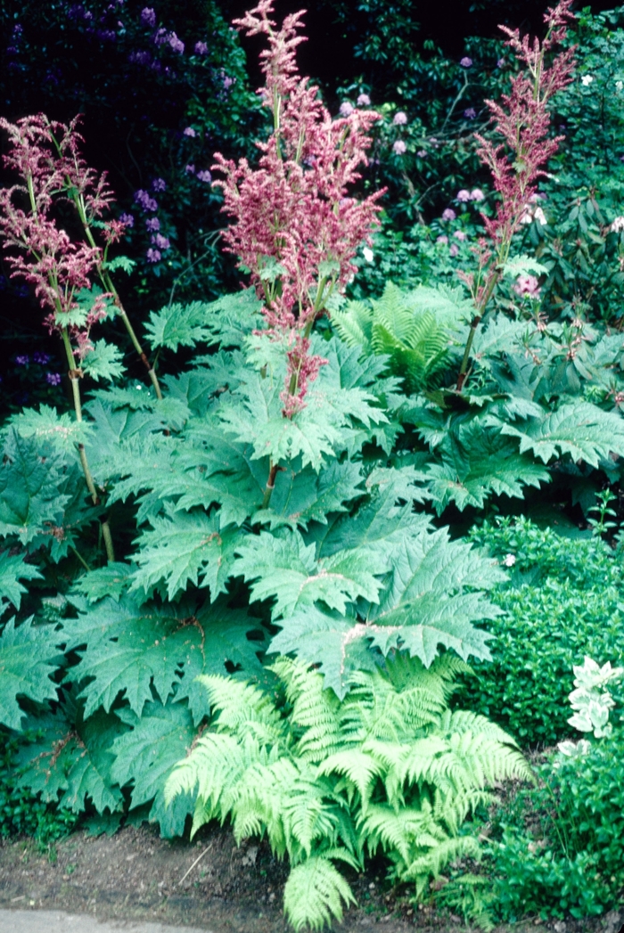 Ornamental Rhubarb - Rheum palmatum var. tanguticum from EC Browns Nursery