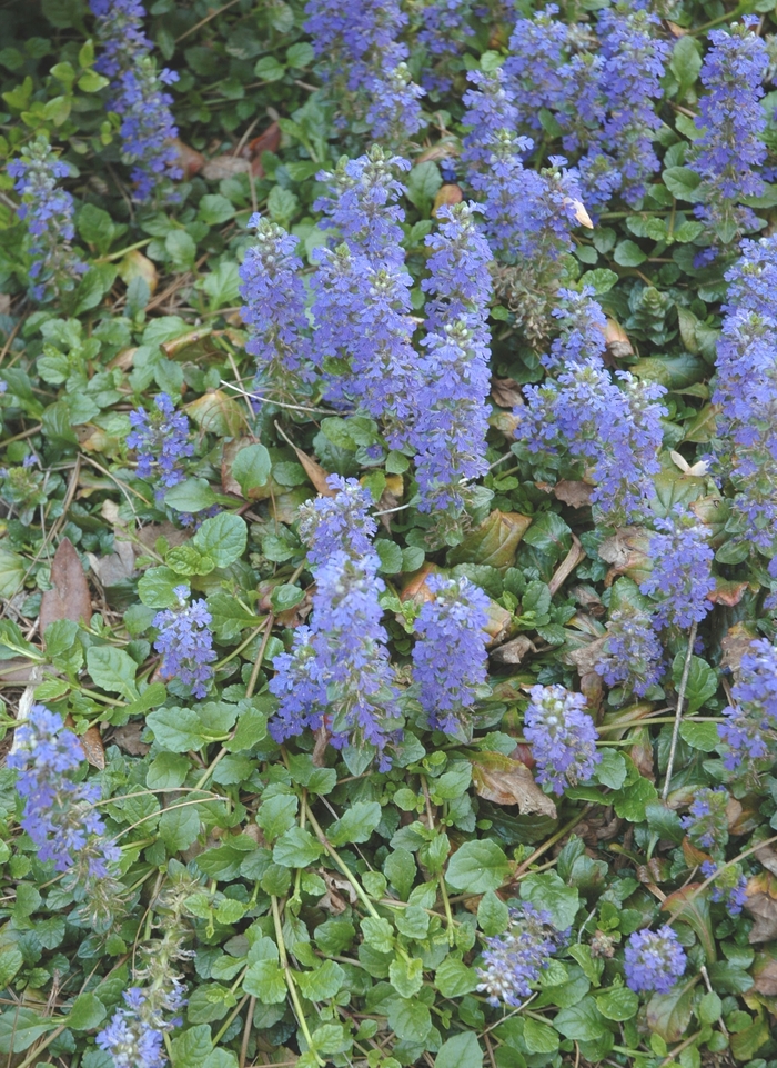 Common Bugle Weed - Ajuga reptans from EC Browns Nursery