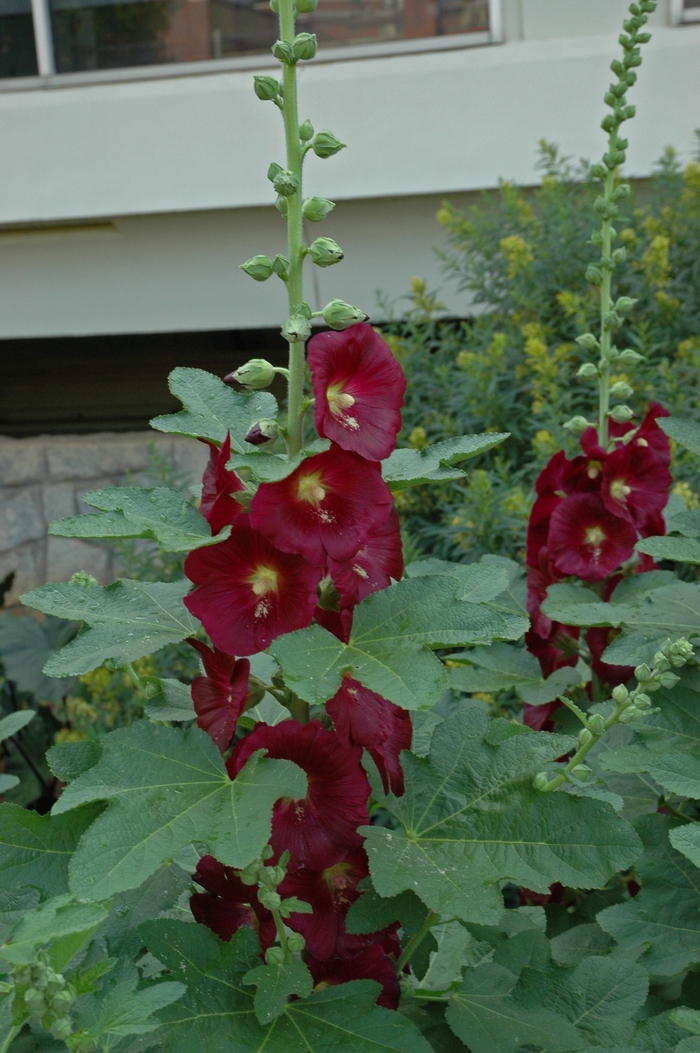 Fig-leaf Hollyhock - Alcea ficifolia from EC Browns Nursery