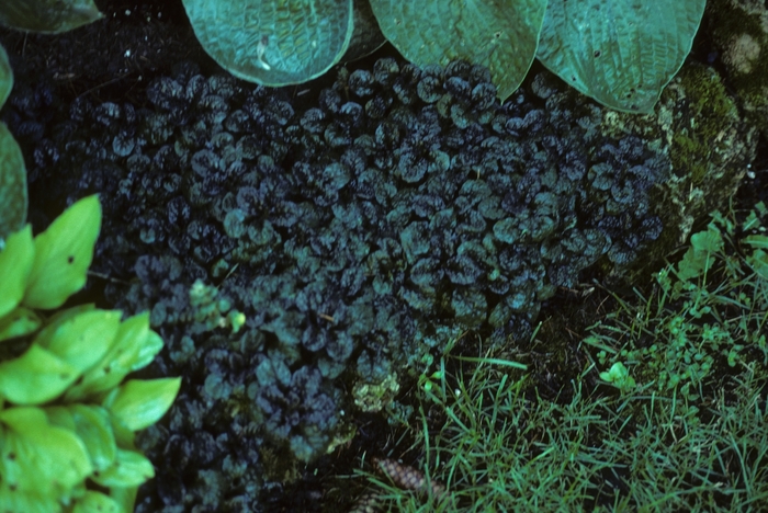 Common Bugle Weed - Ajuga reptans 'Mini Crispa Red' from EC Browns Nursery
