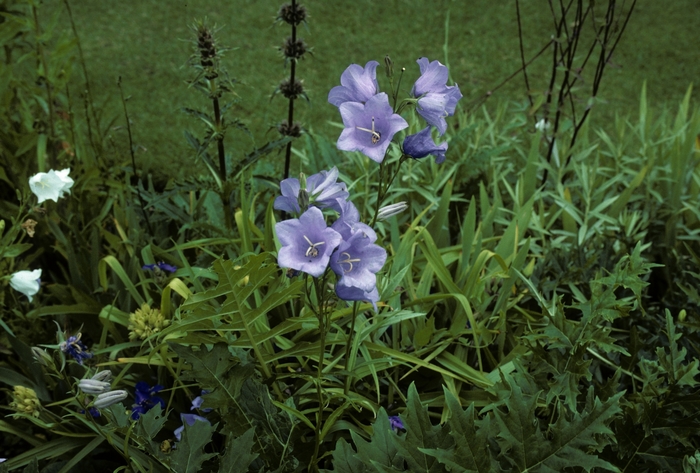 Peach-Leaved Bellflower - Campanula persicifolia 'Telham Beauty' from EC Browns Nursery