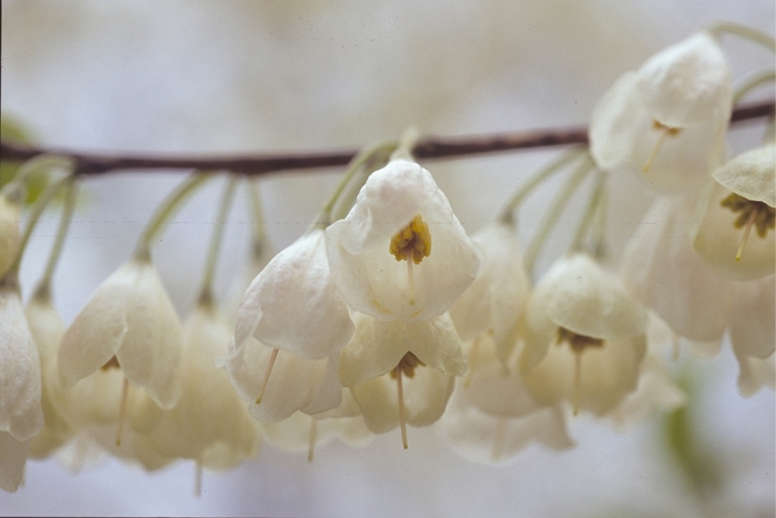Carolina Silverbell - Halesia tetraptera from EC Browns Nursery