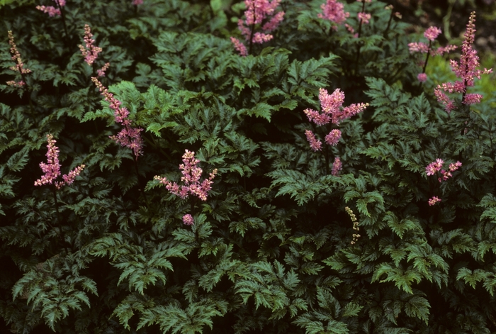 False Spirea - Astilbe crispa 'Perkeo' from EC Browns Nursery