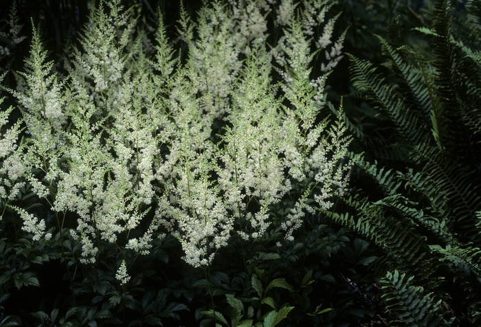 Astilbe - Astilbe x arendsii 'Snowdrift' from EC Browns Nursery