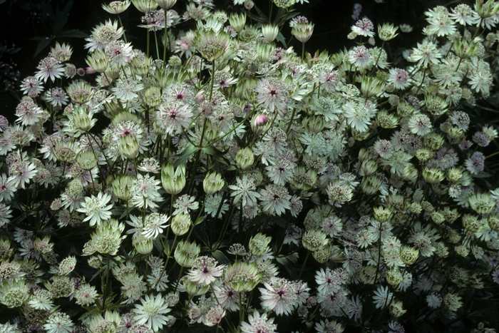 Masterwort - Astrantia major from EC Browns Nursery