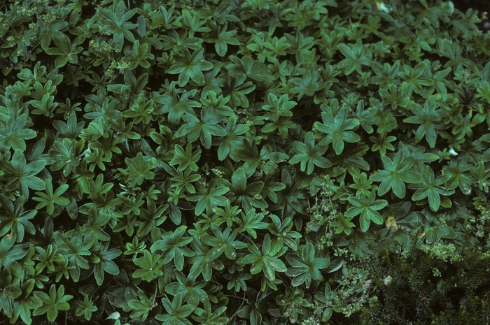 Lady's Mantel - Alchemilla alpina from EC Browns Nursery