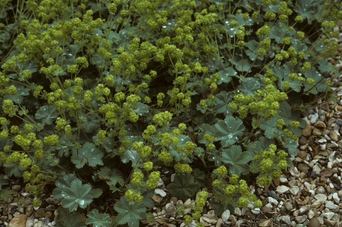 Dwarf Lady's Mantle - Alchemilla erythropoda from EC Browns Nursery