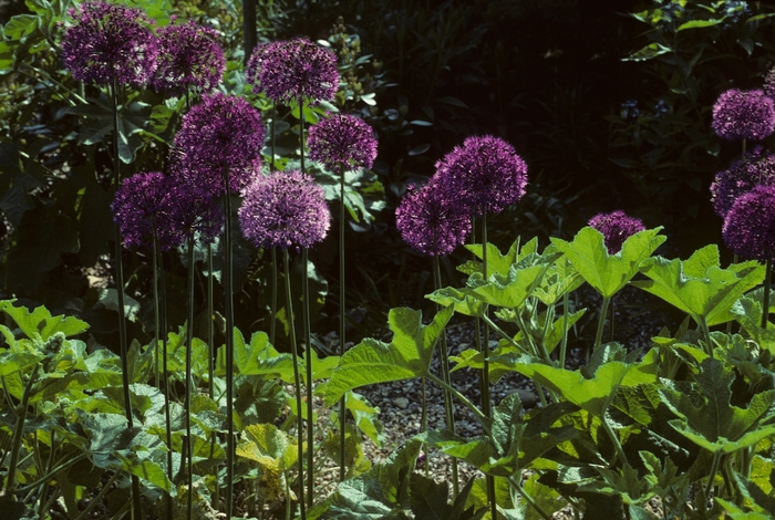 'Purple Sensation' Persian onion - Allium aflatunense from EC Browns Nursery