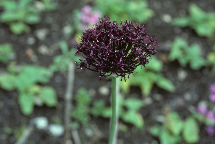 Purple Flowered Onion - Allium atropurpureum from EC Browns Nursery