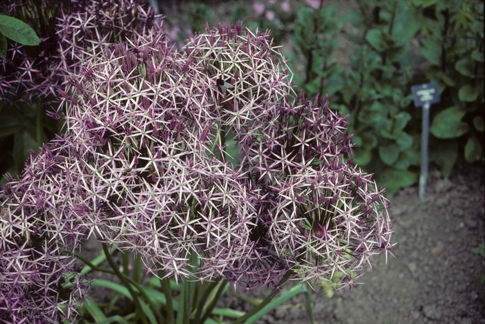 Ornamental Onion - Allium christophii from EC Browns Nursery