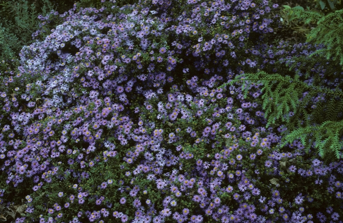 Aster - Aster novae-angliae 'Hella Lacy' from EC Browns Nursery