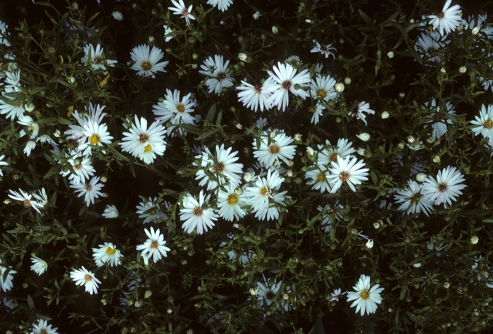 'Mt. Everest' - Aster novae-angliae from EC Browns Nursery